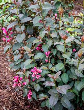 Weigela florida Merlot Rose ('Bokrafive') (PP21725)