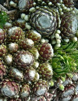 Sempervivum tectorum