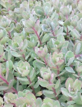 Sedum x 'Vera Jameson'