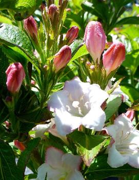 Weigela florida Carnaval ('Courtalor') (COPF)