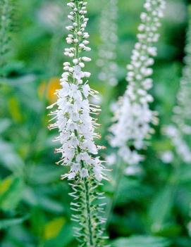 Veronica spicata 'Icicle'