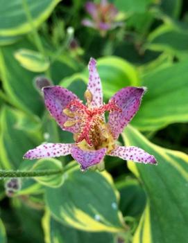 Tricyrtis formosana 'Autumn Glow'