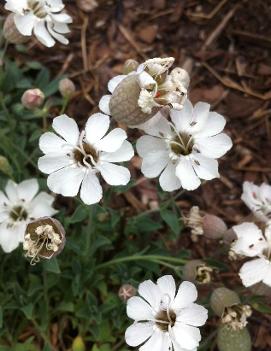 Silene uniflora 'Compacta'