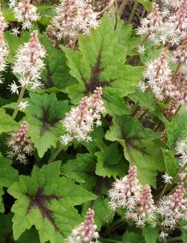 Tiarella x 'Pirate's Patch' (PP14907, COPF)