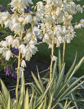 Yucca filamentosa 'Colour Guard'