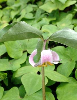 Trillium catesbaei