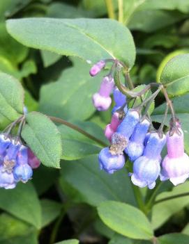 Mertensia sibirica