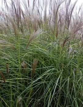 Miscanthus sinensis 'Nippon'