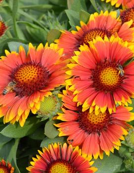 Gaillardia x grandiflora 'Arizona Sun'