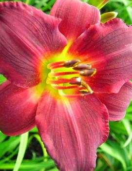 Hemerocallis 'Ruby Stella'