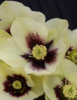 Helleborus x 'Spanish Flare'