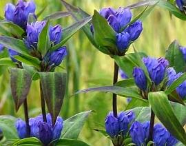 Gentiana makinoi 'Royal Blue'