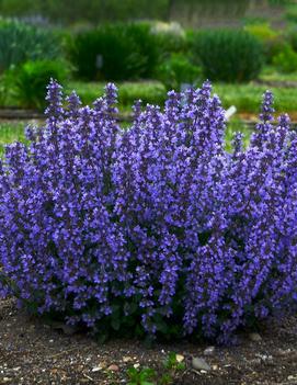 Nepeta faassenii 'Cat's Pajamas' (PP31127, CPBRAF)