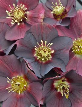 Helleborus x 'Rome in Red'