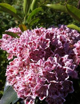 Kalmia latifolia 'Minuet'