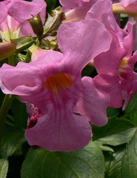 Incarvillea delavayi