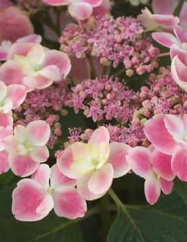 Hydrangea macrophylla Edgy® Orbits ('Harbits') (PP21186)