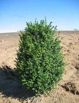 Buxus sempervirens