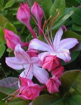 Azalea 'Weston's Lollipop'