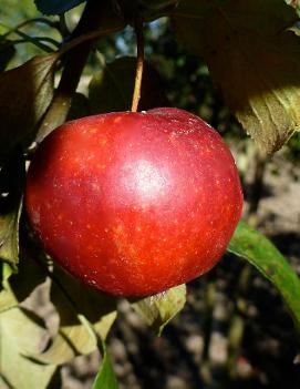 Apple 'Rosybrook'