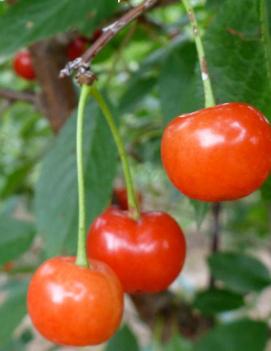 Cherry 'Montmorency'