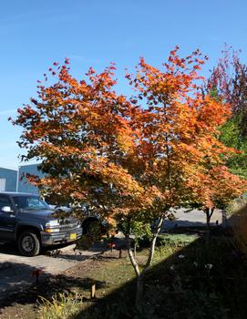 Acer pseudosieboldianum x palmatum Northern Glow® ('Hasselkus')