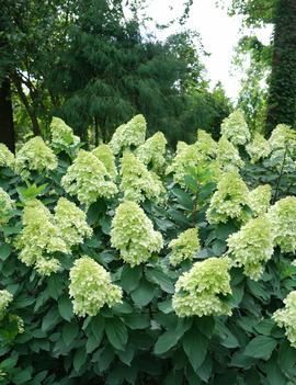 Hydrangea paniculata Limelight Prime® ('SMNHPPH') (PP32511)