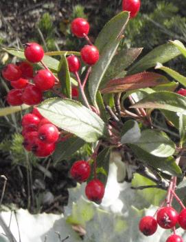 Aronia arbutifolia 'Brilliantissima'