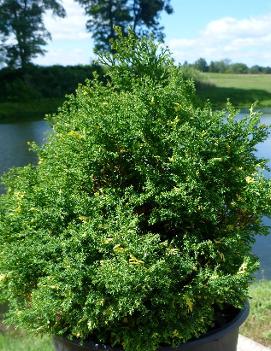 Chamaecyparis obtusa 'Saffron Spray'