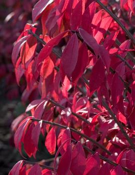 Euonymus alatus 'Compactus'