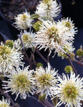 Fothergilla gardenii