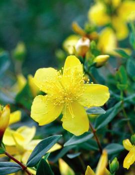 Hypericum frondosum 'Sunburst'