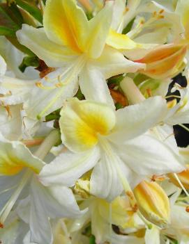 Azalea 'Northern Hi-lights'