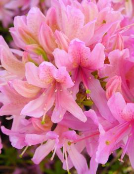 Azalea 'Orchid Lights'