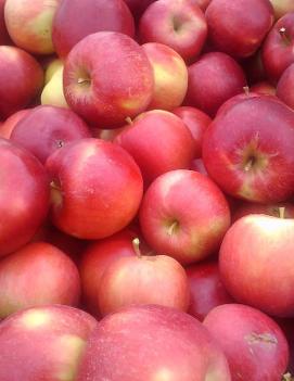 Apple 'Paula Red'