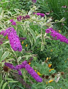 Buddleia davidii 'Harlequin'