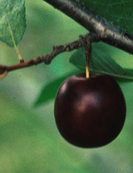 Cherry-Plum 'Compass'