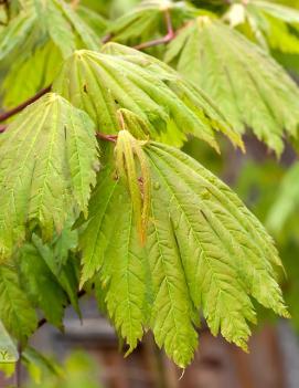 Acer japonicum 'Rising Sun'