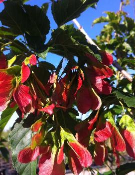 Acer ginnala 'Ruby Slippers'