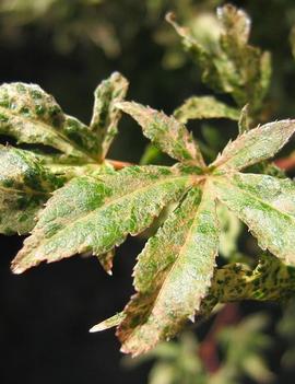 Acer palmatum 'Ukigumo'