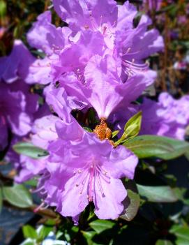 Rhododendron 'P.J.M. Compact'