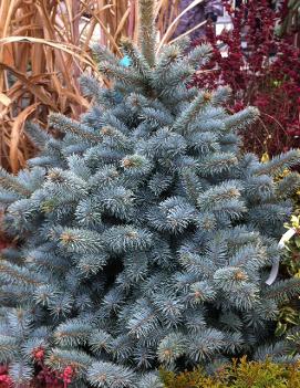 Picea pungens 'Zafiro'