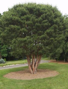 Pinus densiflora 'Umbraculifera'