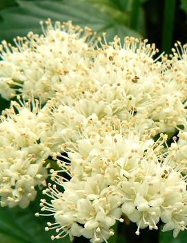 Viburnum dentatum