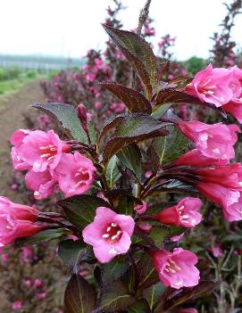 Weigela florida Wine & Roses® ('Alexandra') (PP10772, COPF, CPBR2642)