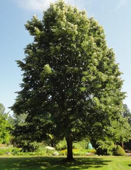 Tilia tomentosa 'Sterling Silver'