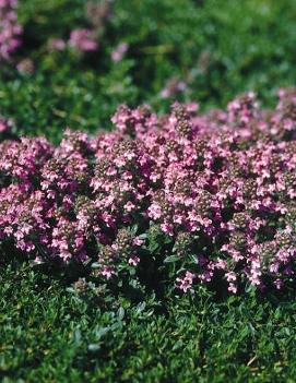 Thymus serpyllum 'Magic Carpet'