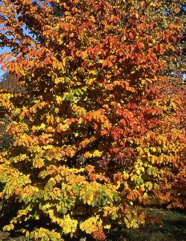 Parrotia persica