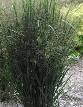 Panicum virgatum 'Northwind'