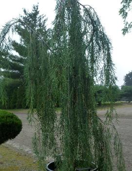 Juniperus scopulorum 'Tolleson's Blue Weeping'